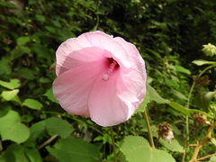 Hibiscus verbasciformis
