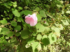 Hibiscus verbasciformis