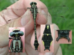 Gomphurus fraternus