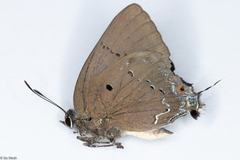 Parrhasius polibetes