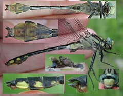 Gomphurus fraternus