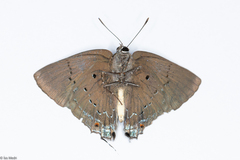 Parrhasius polibetes