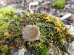 Arrhenia rickenii