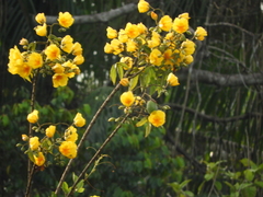 Cochlospermum vitifolium