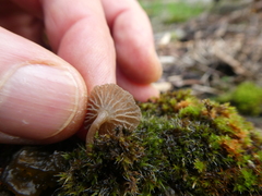 Arrhenia rickenii