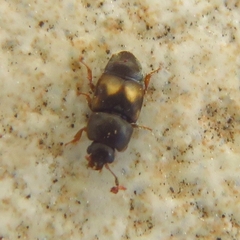 Carpophilus hemipterus