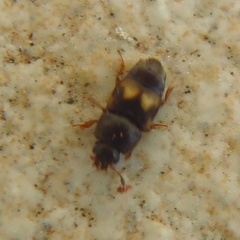 Carpophilus hemipterus