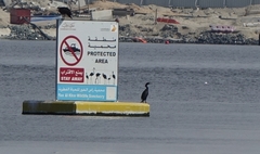 Phalacrocorax nigrogularis