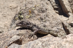 Liolaemus leopardinus