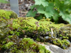Arrhenia rickenii