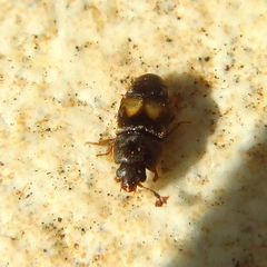 Carpophilus hemipterus