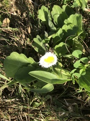 Erigeron procumbens