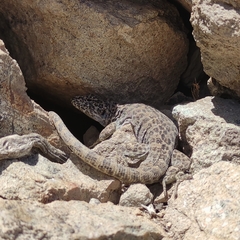 Liolaemus leopardinus