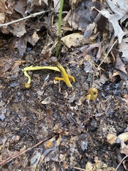 Tolypocladium longisegmentatum