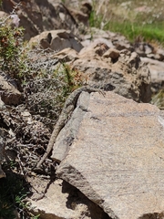 Liolaemus leopardinus