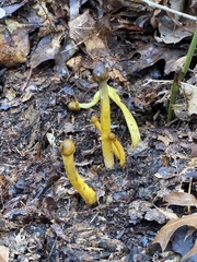 Tolypocladium longisegmentatum