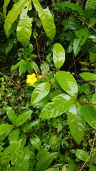 Mandevilla rugellosa