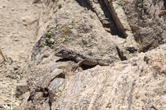 Liolaemus leopardinus