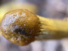 Tolypocladium longisegmentatum