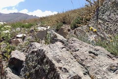 Liolaemus leopardinus