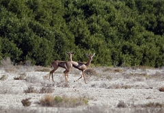 Gazella arabica