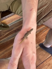 Sphaerodactylus graptolaemus