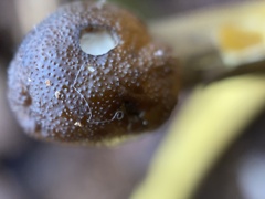 Tolypocladium longisegmentatum