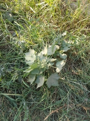 Kearnemalvastrum lacteum