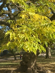 Phellodendron amurense