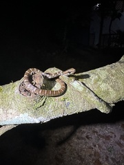 Mastigodryas melanolomus