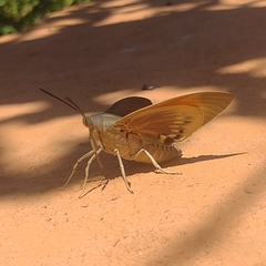 Paysandisia archon