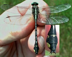 Gomphurus fraternus