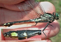 Gomphurus fraternus