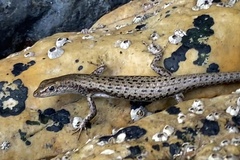 Cryptoblepharus litoralis