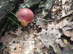 Baorangia