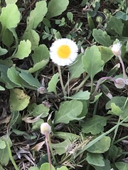 Erigeron procumbens