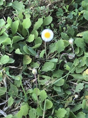 Erigeron procumbens