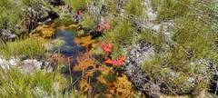 Disa uniflora