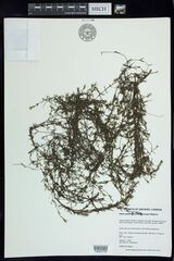 Najas guadalupensis