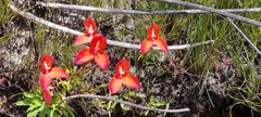 Disa uniflora