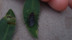 Adurgoa gonagra