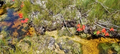 Disa uniflora