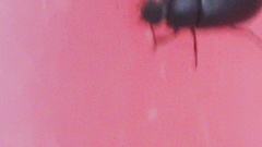Coleoptera