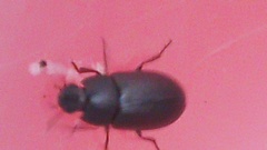Coleoptera