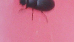 Coleoptera