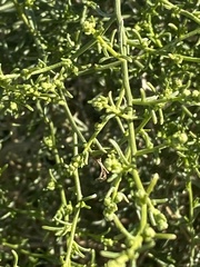 Ambrosia salsola