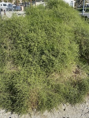 Ambrosia salsola