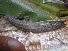 Limax veronensis
