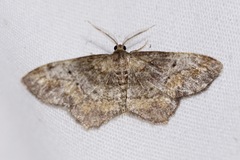 Hypagyrtis