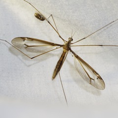 Tipulinae